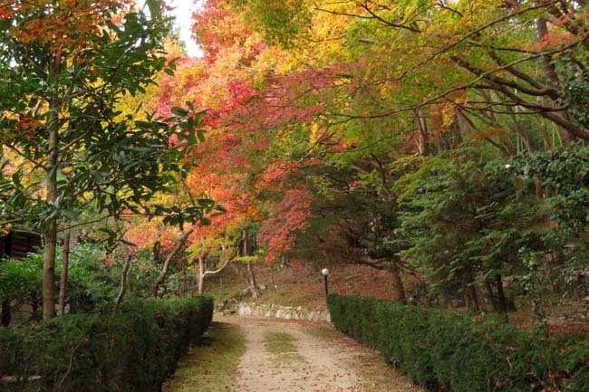 とっておきの紅葉 セミナーハウス_e0048413_18551496.jpg