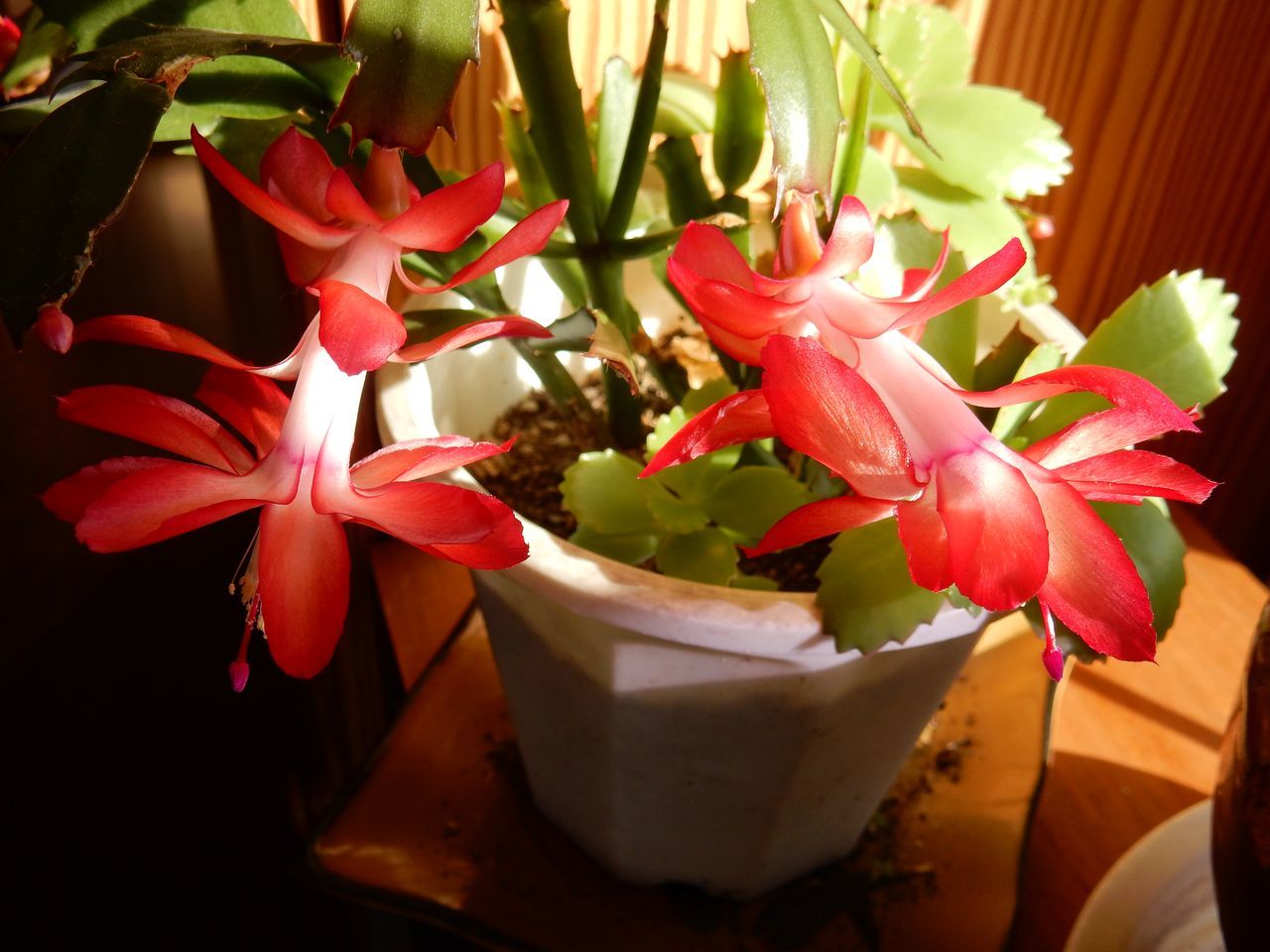 11月29日のtwitter_c0025115_22045731.jpg