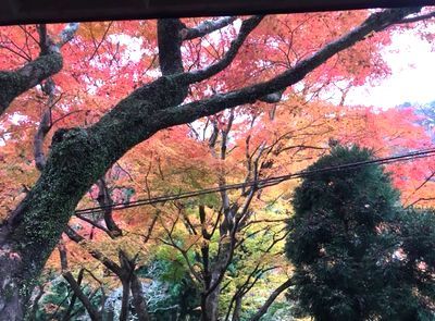 紅葉を見ながらコーヒータイム_e0234016_16222525.jpg
