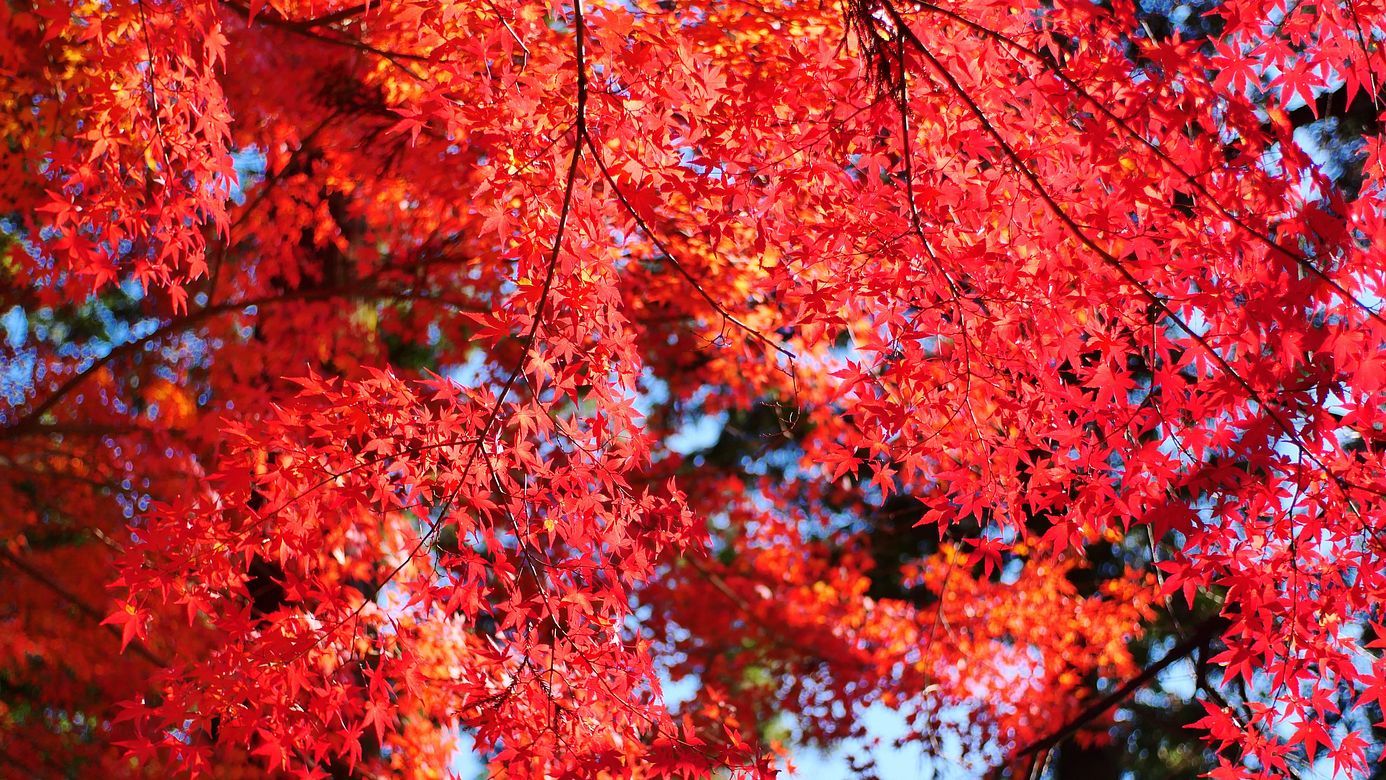 紅葉が織り成す錦秋モザイク 色彩の異次元 金蔵院 絶景 私のデジタル写真眼 紅葉が織り成す錦秋モザイク 色彩の異次元 金蔵院 絶景 私のデジタル写真眼