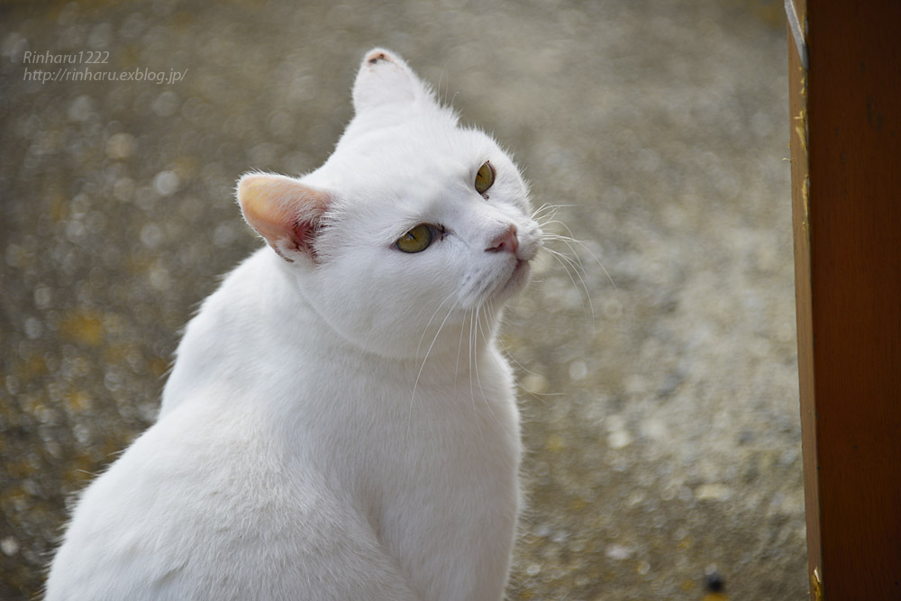 2018.11.24 鴨川の猫のくるみくん_f0250322_20115040.jpg