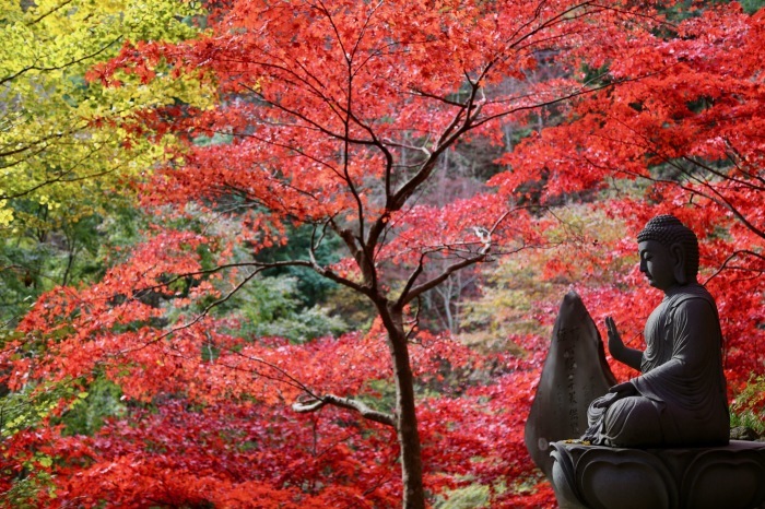 大山詣り 大山寺　2018.11.29　Sanpo 116_e0237623_21471399.jpeg