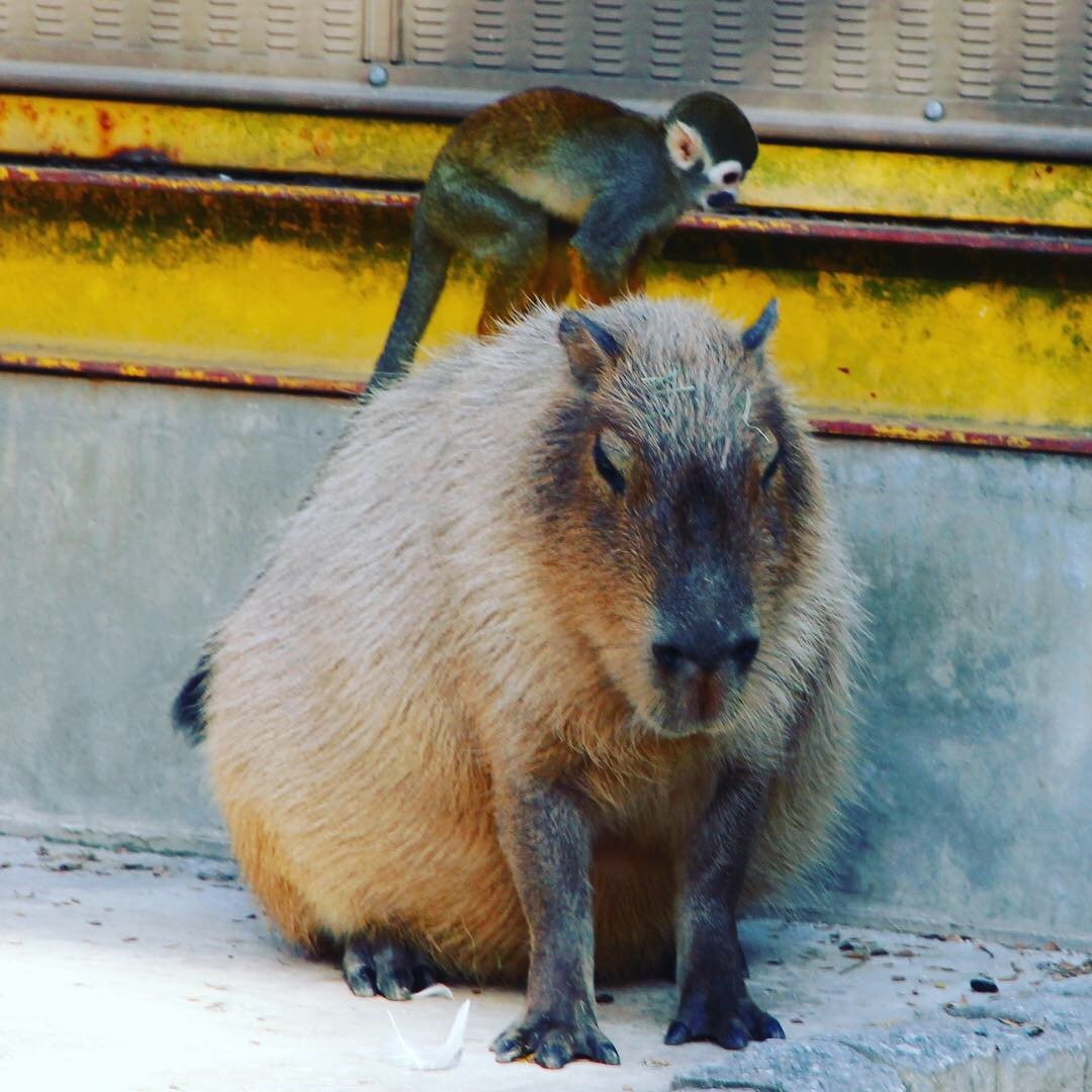 徹底された昭和感 東武動物公園 日々の覚書 徹底された昭和感 東武動物公園 日々の覚書
