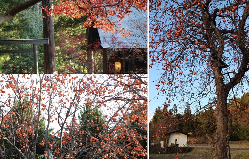 柿の木 柿花火 安曇野の風 カフェ 風のいろ