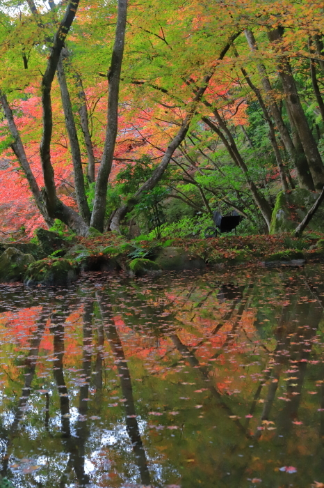 【醍醐寺・弁天堂】紅葉関西帰省 - 5 -_f0348831_16130386.jpg