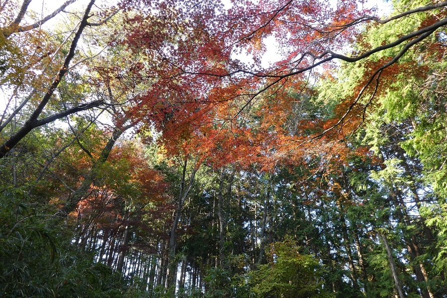 11/27 高尾山紅葉_d0288144_21391567.jpg