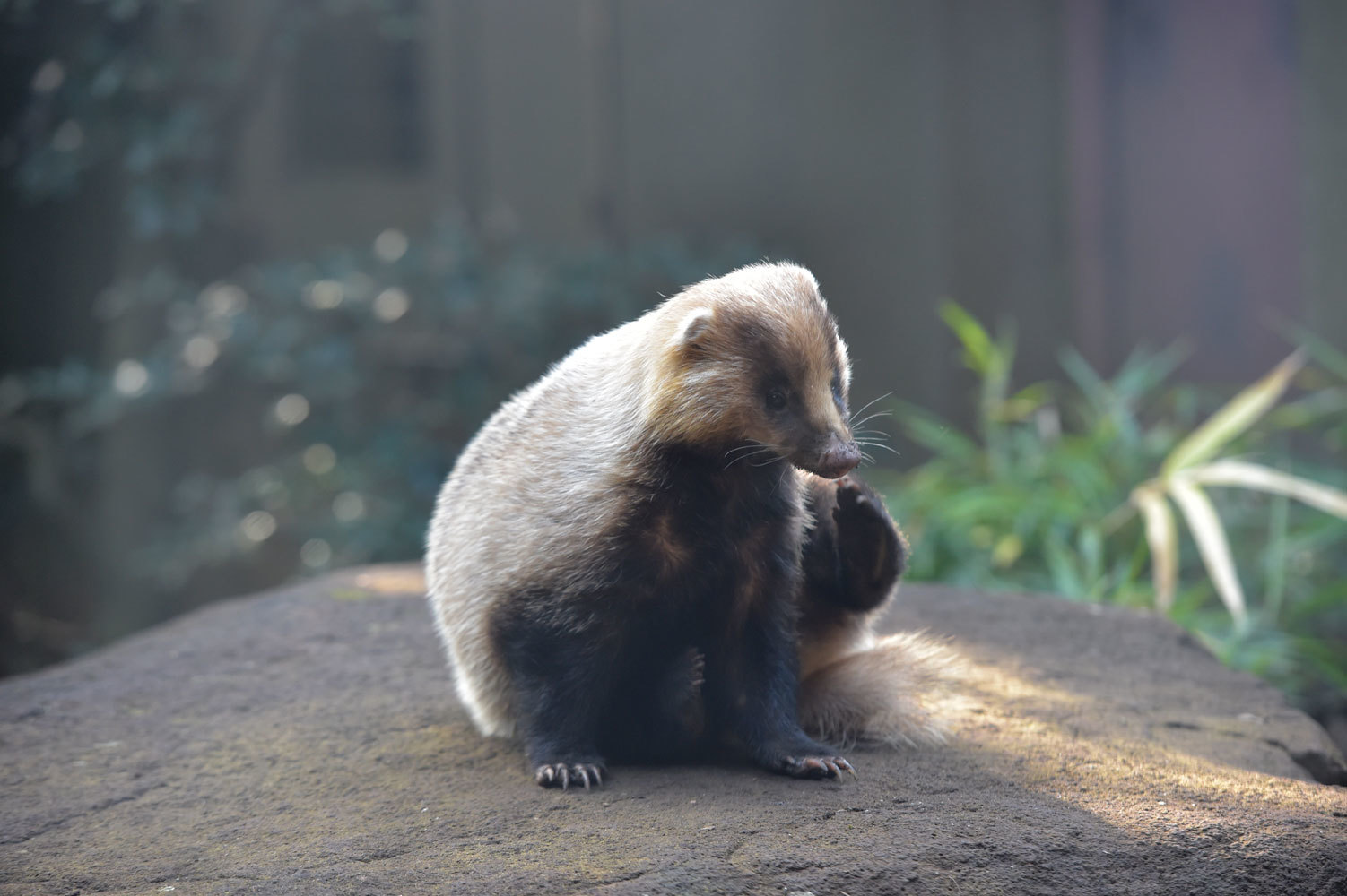アナグマオンステージ 動物園へ行こう