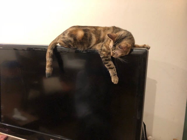 c0293456_21245842.jpeg