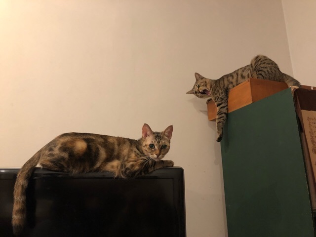 c0293456_21264334.jpeg
