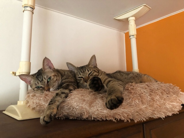 c0293456_21324507.jpeg