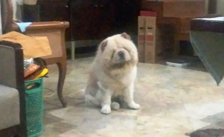 始めてみました チャウチャウ犬 あけっぴろげてあらいざらいのあるがまま 始めてみました チャウチャウ犬 あけっぴろげてあらいざらいのあるがまま