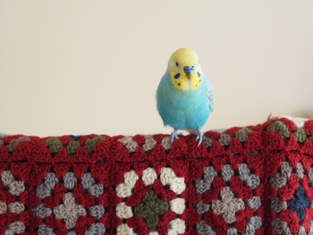 f0348775_08245245.jpeg