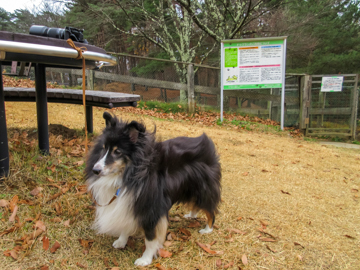 ワンコ旅　長野編5　鳥居平やまびこ公園ドッグラン_e0339076_13594615.jpg