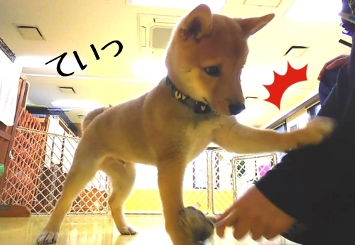 トレーニングブログ_f0357682_21163498.jpg