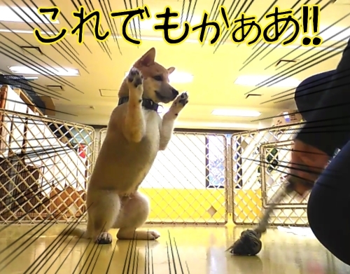 トレーニングブログ_f0357682_21172005.jpg