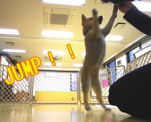 トレーニングブログ_f0357682_21203271.jpg