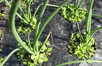 f0003283_18201946.jpg
