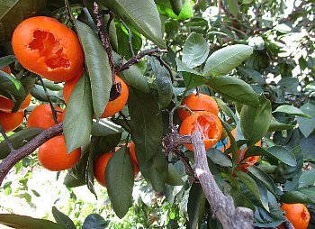 f0003283_18202845.jpg