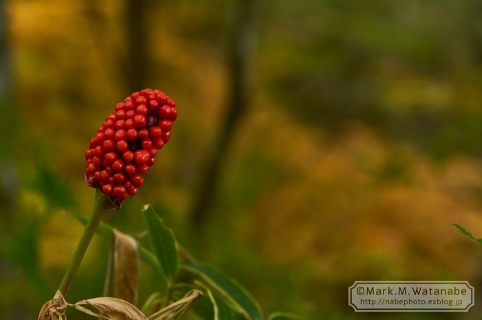 マムシ草_e0135098_07493330.jpg
