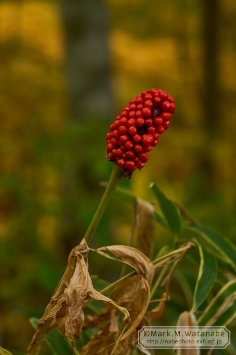 マムシ草_e0135098_07494325.jpg