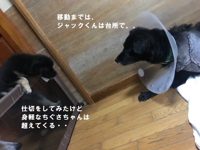 ジャックくん退院してきました_f0242002_14093120.jpg