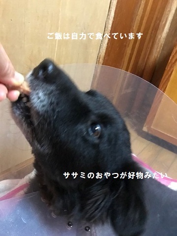 ジャックくん退院してきました_f0242002_14095592.jpg