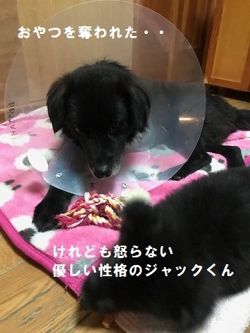 ジャックくん退院してきました_f0242002_14101005.jpg