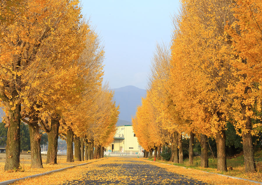 朝倉農業高校跡地のイチョウ並木 九州ロマンチック街道 朝倉農業高校跡地のイチョウ並木 九州ロマンチック街道