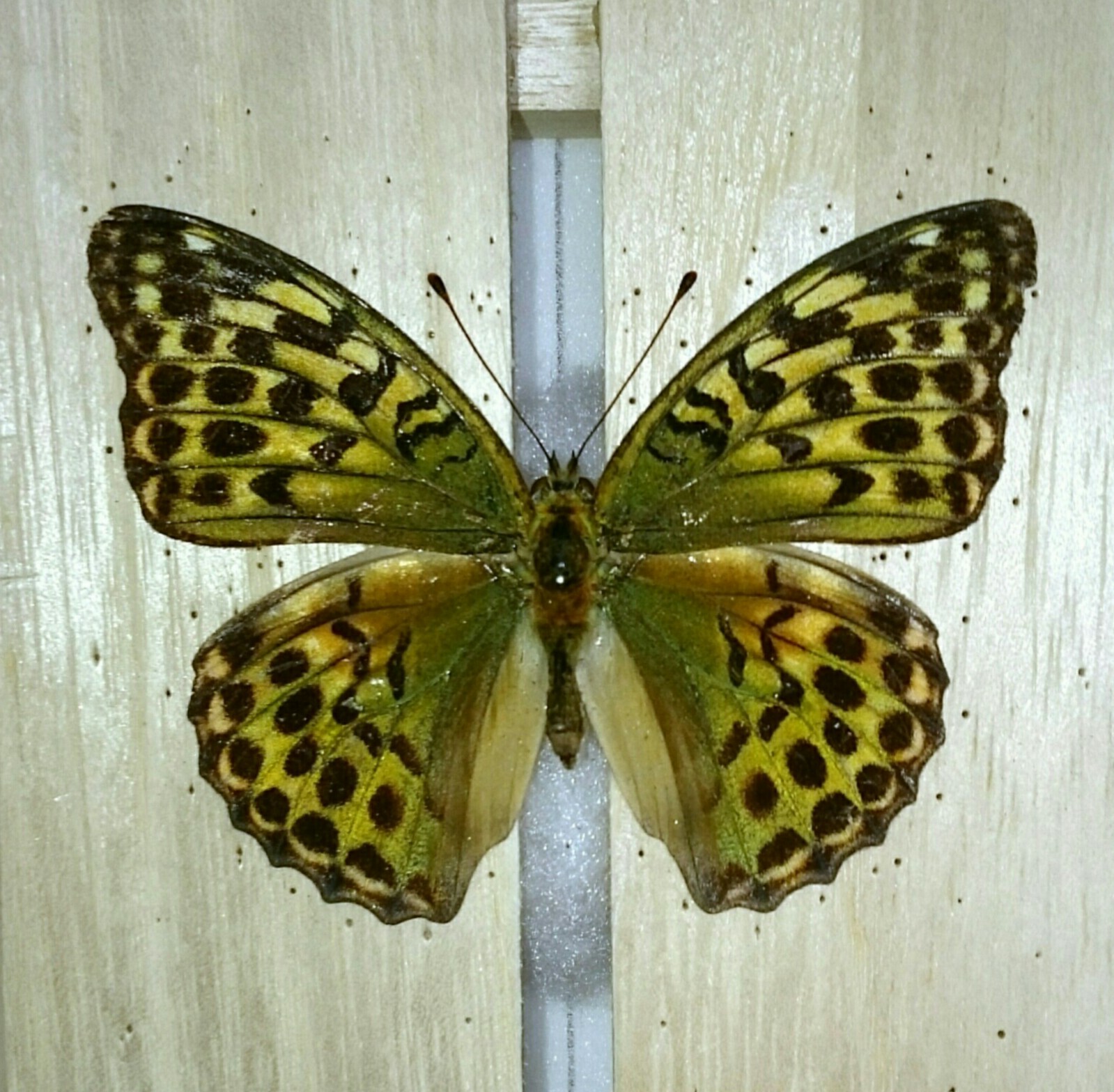 a0361610_23334866.jpg