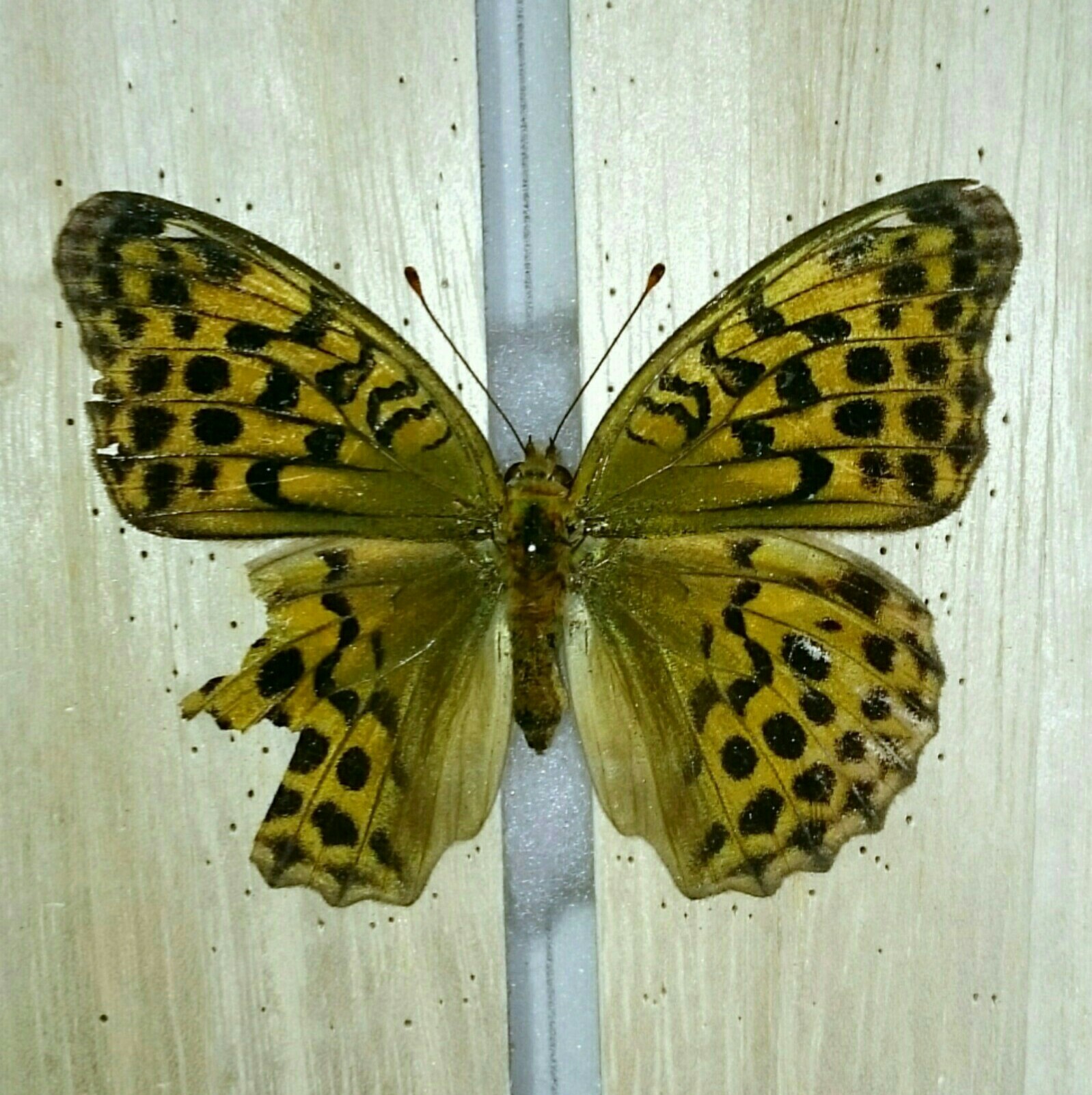 a0361610_23342471.jpg
