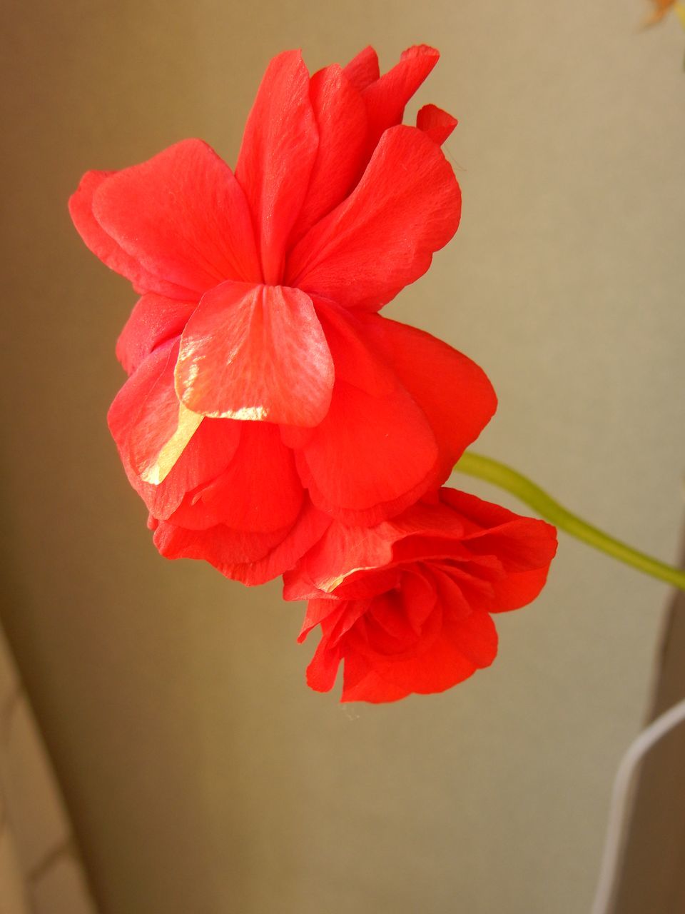 ほぼ真冬日のディセンバー・イブ_c0025115_22350556.jpg