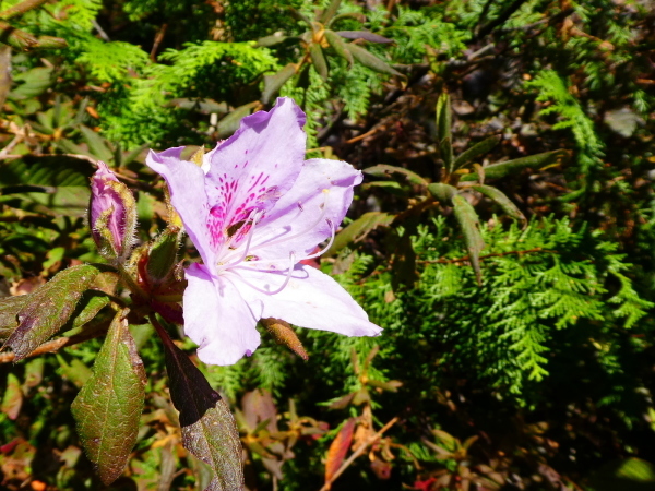 d0170615_07130514.jpg