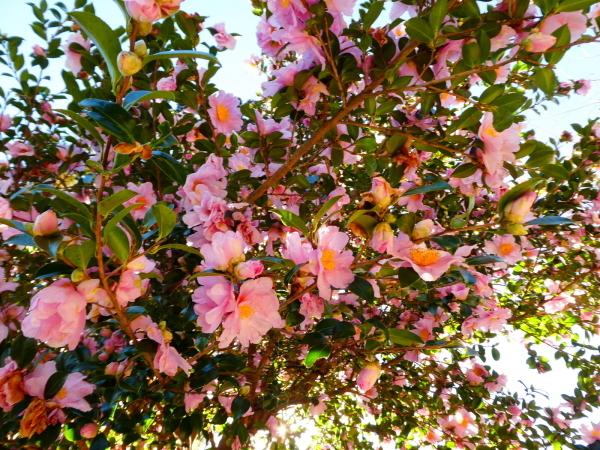 d0170615_07140490.jpg