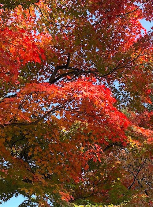 関西で、紅葉と「あれ」を堪能してきました〜その２_f0036716_09355134.jpg