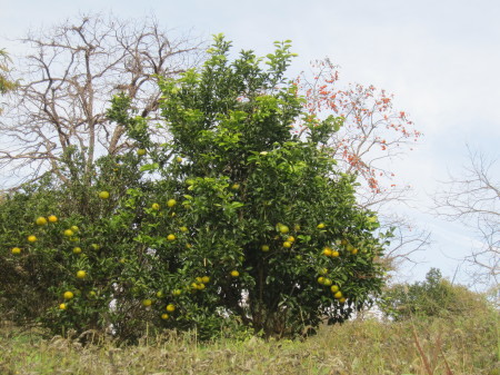 a0174419_14431500.jpg