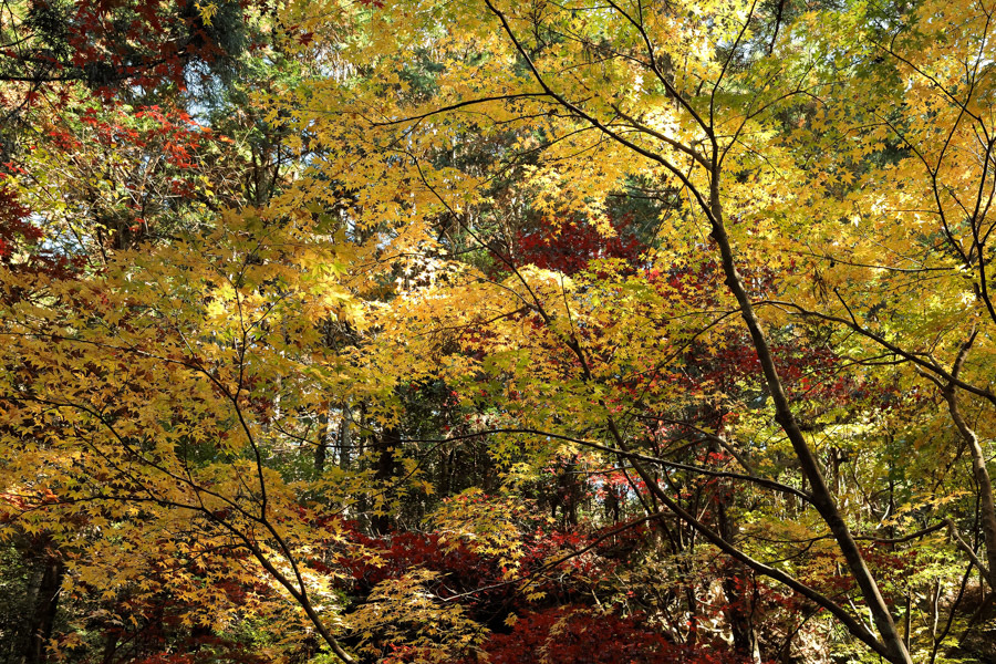 小國神社の紅葉 ②_d0377637_20244901.jpg