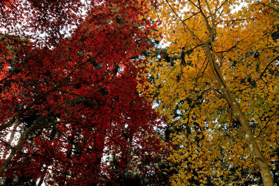 小國神社の紅葉 ②_d0377637_20245366.jpg