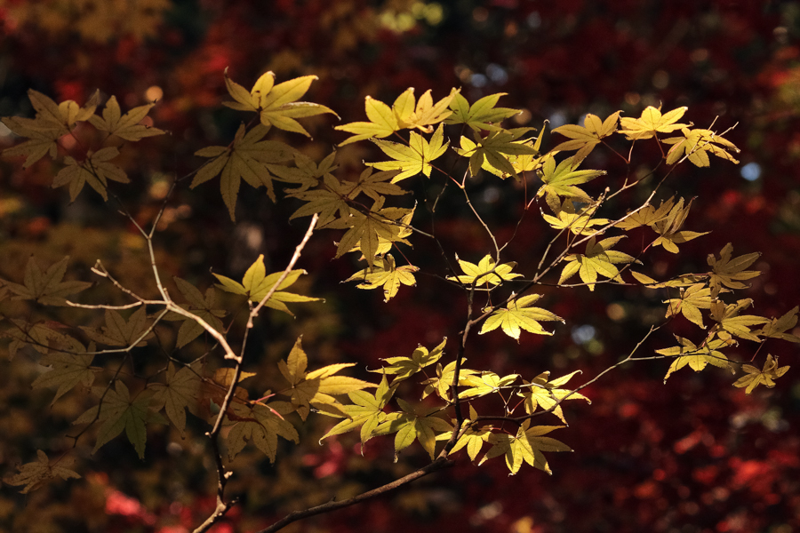 小國神社の紅葉 ②_d0377637_20252817.jpg