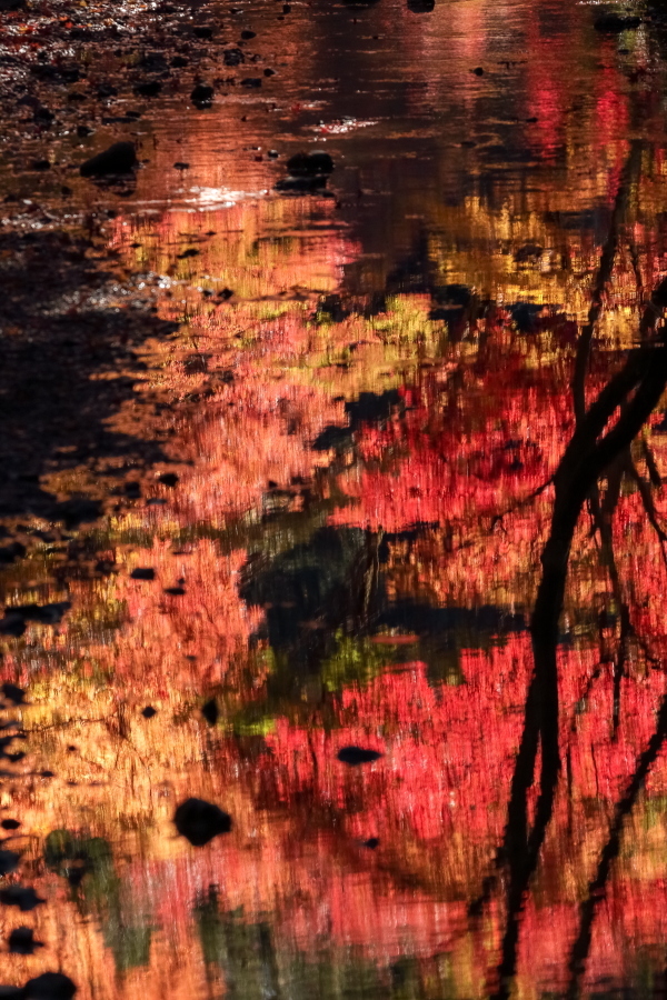 小國神社の紅葉 ②_d0377637_20263956.jpg