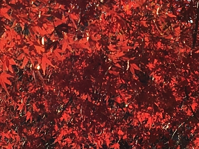 b0330040_22172129.jpeg