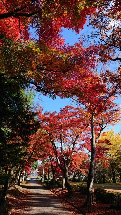旭ケ岡公園の紅葉 福島県須賀川市 963 77 旭ケ岡公園の紅葉 福島県須賀川市 963 77