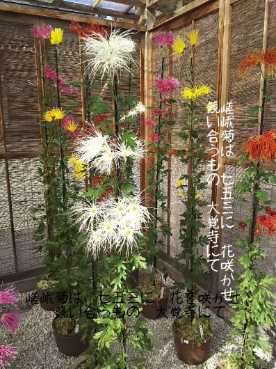 c0134850_10594017.jpg