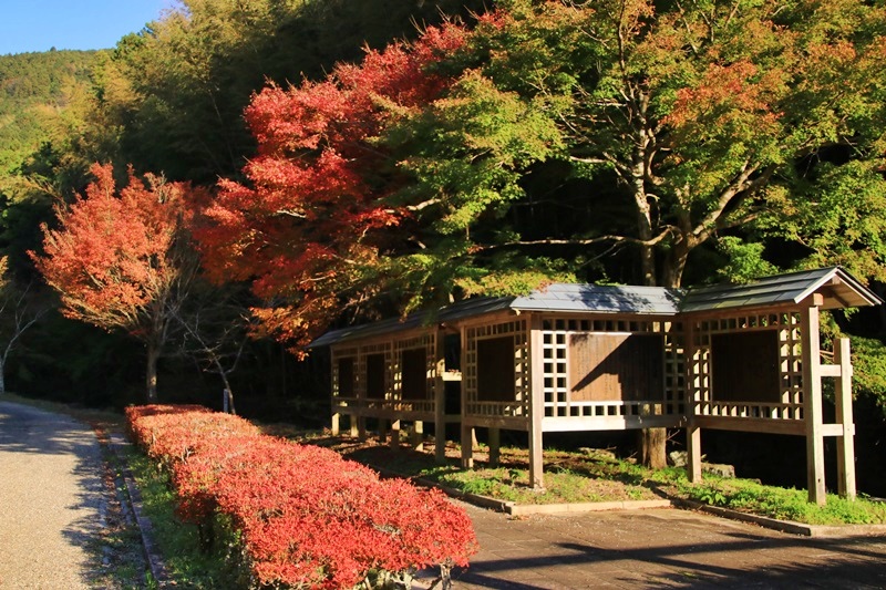 つたの細道公園の紅葉♪_a0167759_16201523.jpg