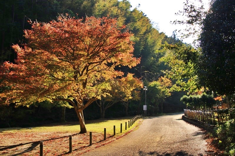 つたの細道公園の紅葉♪_a0167759_16243521.jpg