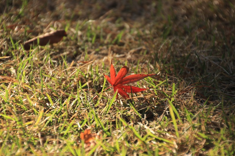 つたの細道公園の紅葉♪_a0167759_16251499.jpg