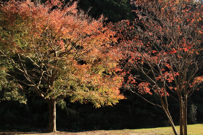 つたの細道公園の紅葉♪_a0167759_1625310.jpg