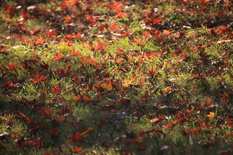 つたの細道公園の紅葉♪_a0167759_16253435.jpg