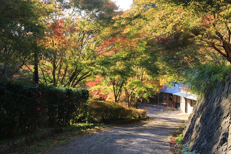 つたの細道公園の紅葉♪_a0167759_16261427.jpg