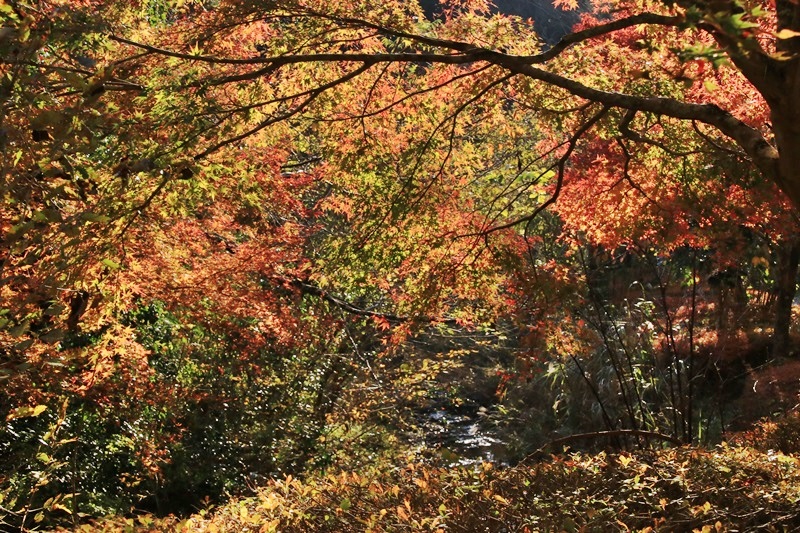 つたの細道公園の紅葉♪_a0167759_16294821.jpg