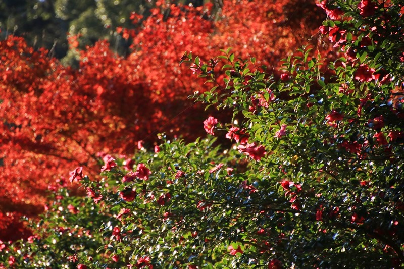 つたの細道公園の紅葉♪_a0167759_16312264.jpg